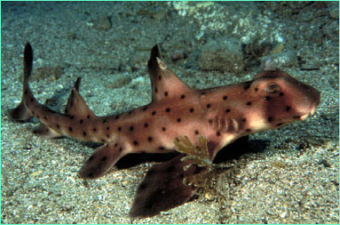 What are some facts about the zebra bullhead shark?